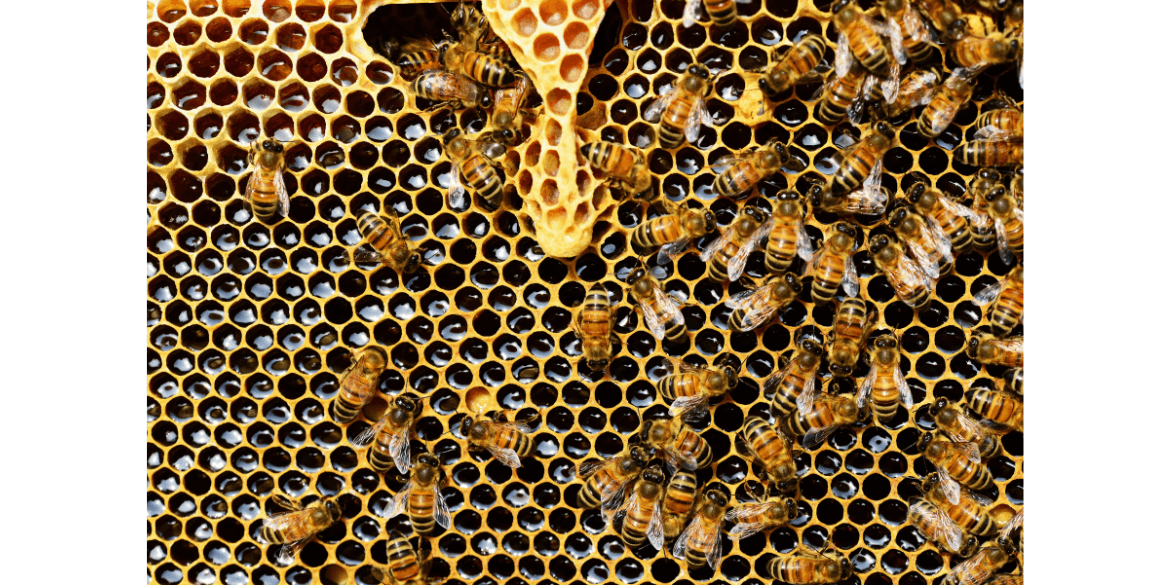 Fake honey bottles being sold in a market, highlighting the counterfeit honey crisis in Turkey.