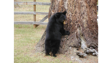 Sloth bear cubs playing at San Diego Zoo, showcasing their adorable nature and conservation efforts.