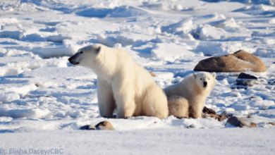 A tundra vehicle navigating the snowy landscape of Churchill, Manitoba, with tourists observing polar bears in their natural habitat.