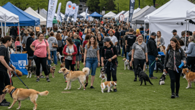 Dog in sunglasses enjoying the Day of the Dog Festival 2024 in Vancouver