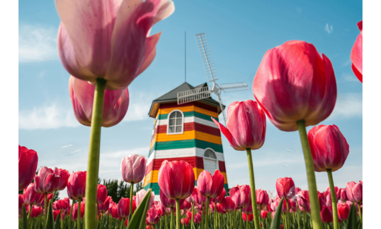 A panoramic view of the vibrant tulip fields at the Harrison Tulip Festival in Agassiz, BC, with visitors strolling among the blooms.