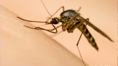 Mosquito biting human skin with Toronto skyline in the background, highlighting local West Nile virus threat