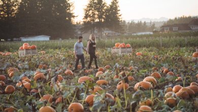 Fraser Valley pumpkin patch with pumpkins in an autumn farm field