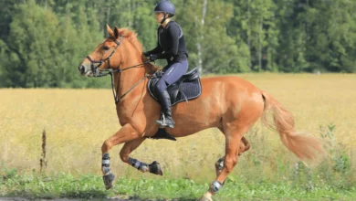 Ashley McKissock riding Coralissa during her U25 debut at Thunderbird Show Park