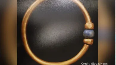 Gold bracelet of Pharaoh Amenemope with lapis lazuli beads, missing from Egyptian Museum restoration lab in Cairo.