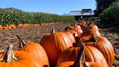 Pumpkin Patches & Corn Mazes Fraser Valley—close-up view of vibrant pumpkins arranged in a patch with corn mazes and farm buildings under a clear blue sky at a Fraser Valley farm.