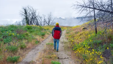 A person walking on a flower-lined trail during Abbotsford weekend nature walks.