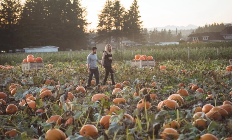 Fraser Valley pumpkin patch with pumpkins in an autumn farm field
